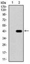 Sialic Acid Binding Ig Like Lectin 1 antibody, orb318719, Biorbyt, Western Blot image 