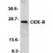 Cell Death Inducing DFFA Like Effector B antibody, PA1-30544, Invitrogen Antibodies, Western Blot image 