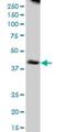Nudix Hydrolase 9 antibody, H00053343-B01P, Novus Biologicals, Western Blot image 