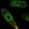 Serine/Threonine Kinase 17a antibody, NBP2-55328, Novus Biologicals, Immunocytochemistry image 