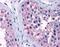 Taste 1 Receptor Member 1 antibody, PA1-32846, Invitrogen Antibodies, Immunohistochemistry paraffin image 