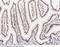 SIN3 Transcription Regulator Family Member A antibody, 101214-T08, Sino Biological, Immunohistochemistry frozen image 