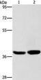 Calcium-binding protein 39-like antibody, PA5-50365, Invitrogen Antibodies, Western Blot image 