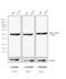Rat IgG antibody, 31830, Invitrogen Antibodies, Western Blot image 