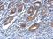 Oxysterol Binding Protein 2 antibody, NBP2-19635, Novus Biologicals, Immunohistochemistry frozen image 