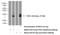 Fibroblast Growth Factor 21 antibody, 26272-1-AP, Proteintech Group, Western Blot image 