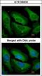 Protein Phosphatase 1 Catalytic Subunit Gamma antibody, GTX105618, GeneTex, Immunocytochemistry image 