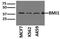 BMI1 Proto-Oncogene, Polycomb Ring Finger antibody, NBP1-96140, Novus Biologicals, Western Blot image 