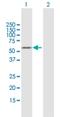 Kruppel Like Factor 5 antibody, H00000688-B01P, Novus Biologicals, Western Blot image 