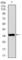 Pancreatic Polypeptide antibody, abx011939, Abbexa, Western Blot image 