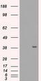 Methylthioribose-1-phosphate isomerase antibody, TA500491S, Origene, Western Blot image 