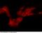 Tyrosine Hydroxylase antibody, 100698-T38, Sino Biological, Immunohistochemistry frozen image 