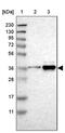 Torsin Family 1 Member B antibody, PA5-53054, Invitrogen Antibodies, Western Blot image 