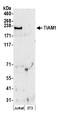 T-lymphoma invasion and metastasis-inducing protein 1 antibody, NB100-2301, Novus Biologicals, Western Blot image 