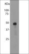 Ring Finger Protein 7 antibody, orb314271, Biorbyt, Western Blot image 