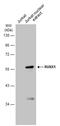 RUNX Family Transcription Factor 1 antibody, GTX129953, GeneTex, Western Blot image 