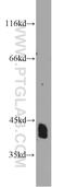 NDRG Family Member 2 antibody, 12015-1-AP, Proteintech Group, Western Blot image 