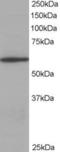 Coronin 1A antibody, STJ70408, St John