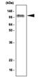 CD287 antibody, ALX-804-654-R100, Enzo Life Sciences, Western Blot image 