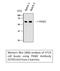 Pyruvate Kinase M1/2 antibody, STJ95142, St John