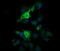 Parvin Alpha antibody, LS-C174632, Lifespan Biosciences, Immunofluorescence image 