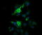 Matrix-remodeling-associated protein 2 antibody, LS-C174632, Lifespan Biosciences, Immunofluorescence image 