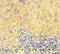 RAD51 Recombinase antibody, CSB-PA019268LA01HU, Cusabio, Immunohistochemistry frozen image 