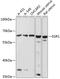 Early Growth Response 1 antibody, 18-786, ProSci, Western Blot image 