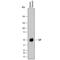 Cobalamin Binding Intrinsic Factor antibody, AF8060, R&D Systems, Western Blot image 