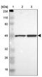 Cell Division Cycle 37 antibody, NBP1-80960, Novus Biologicals, Western Blot image 