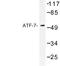 Activating Transcription Factor 7 antibody, LS-C176739, Lifespan Biosciences, Western Blot image 