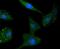 Signal Transducer And Activator Of Transcription 6 antibody, NBP2-67445, Novus Biologicals, Immunocytochemistry image 