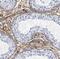 AP-2 complex subunit alpha-2 antibody, FNab00461, FineTest, Immunohistochemistry frozen image 
