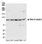 Adaptor Related Protein Complex 2 Subunit Beta 1 antibody, A304-719A, Bethyl Labs, Western Blot image 