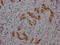 Midkine antibody, CSB-RA276759A0HU, Cusabio, Immunohistochemistry paraffin image 