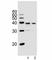 Vitamin D Receptor antibody, F44169-0.4ML, NSJ Bioreagents, Flow Cytometry image 