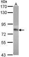 Methylenetetrahydrofolate Reductase antibody, NBP1-33530, Novus Biologicals, Western Blot image 