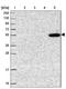 Acyl-CoA Synthetase Medium Chain Family Member 4 antibody, NBP2-14696, Novus Biologicals, Western Blot image 