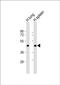 Lysyl Oxidase Like 3 antibody, PA5-48462, Invitrogen Antibodies, Western Blot image 