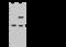 Regulatory Factor X Associated Ankyrin Containing Protein antibody, 202816-T36, Sino Biological, Western Blot image 