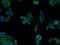 Polo Like Kinase 4 antibody, 12952-1-AP, Proteintech Group, Immunofluorescence image 