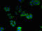 Aquaporin 1 (Colton Blood Group) antibody, CSB-PA16085A0Rb, Cusabio, Immunofluorescence image 