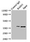 RAD51 Recombinase antibody, LS-C679268, Lifespan Biosciences, Immunoprecipitation image 