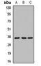 Mitochondrial Ribosomal Protein L1 antibody, LS-C668812, Lifespan Biosciences, Western Blot image 