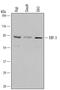 EBF Transcription Factor 3 antibody, AF5166, R&D Systems, Western Blot image 