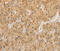 Phosphoglycerate Kinase 2 antibody, MBS2518333, MyBioSource, Immunohistochemistry paraffin image 