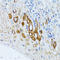 Proline And Serine Rich Coiled-Coil 1 antibody, LS-C334083, Lifespan Biosciences, Immunohistochemistry frozen image 