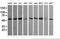 Tripartite Motif Containing 45 antibody, MA5-26229, Invitrogen Antibodies, Western Blot image 