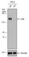 Serine/Threonine Kinase 10 antibody, NBP2-19368, Novus Biologicals, Western Blot image 