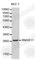 Ribonuclease A Family Member 11 (Inactive) antibody, A1091, ABclonal Technology, Western Blot image 